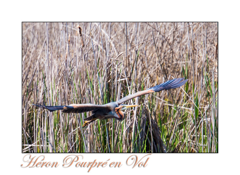 Hron pourpr - 6267