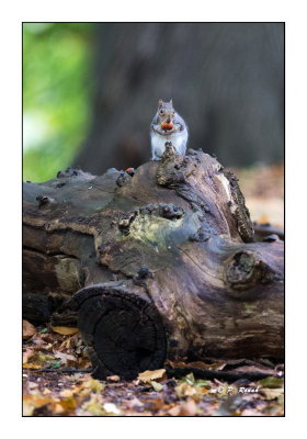 Gray squirrel with chestnut - 4126