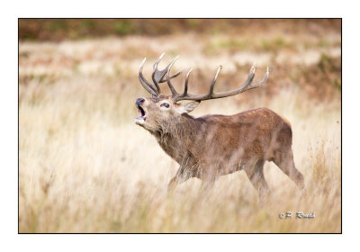 Calling the herd at Richmond Park - 3947