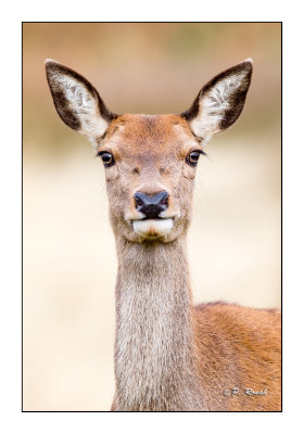 In the eyes of a deer - Richmond Park- 3710