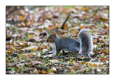 Richmond Park's squirrel - 3699