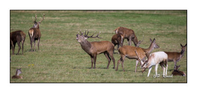 One of the herds at Richmond Park - 3436