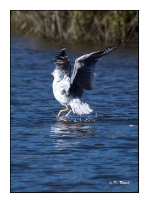 Seagull at Vaugrenier - 4235