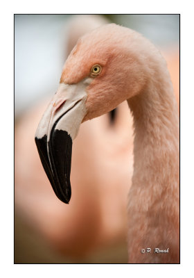 Flamingo - 3890