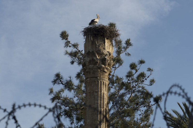 Silifke march 2013 9525.jpg