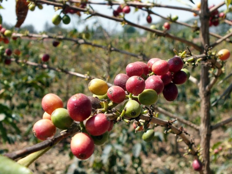 Coffee Beans