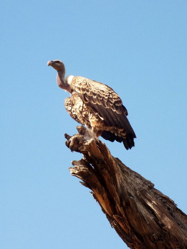 Ruppells vulture