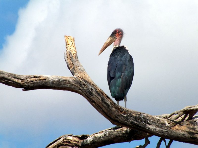 Maribou Stork