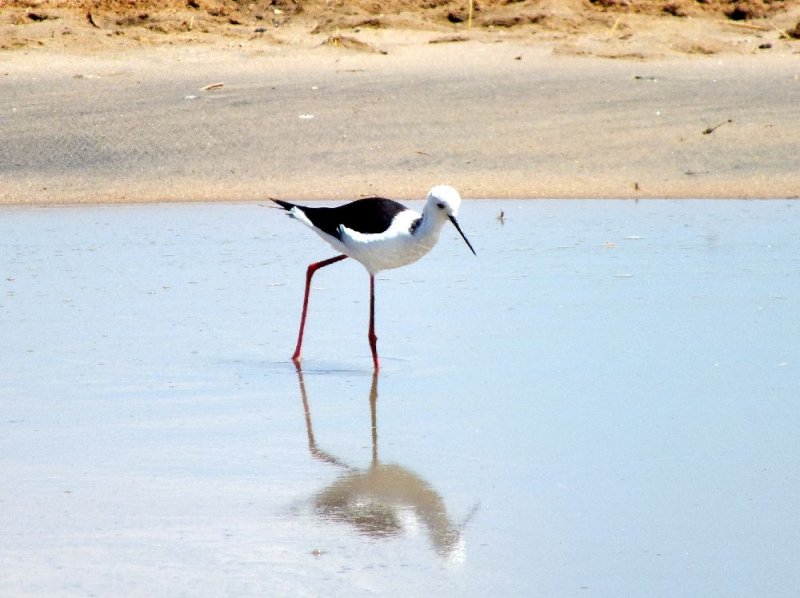 Blackneck Stilt