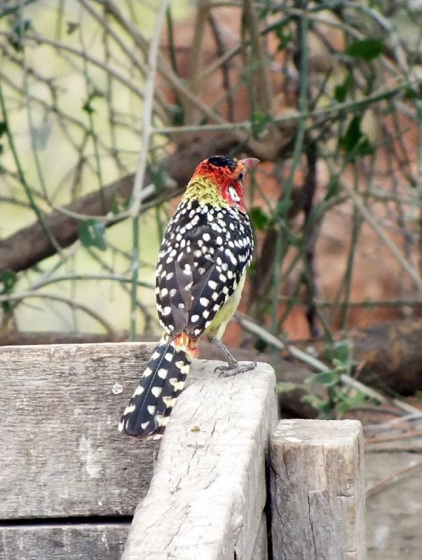 Red-and-Yellow Barbet