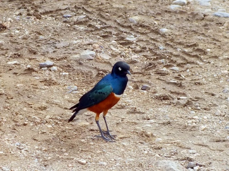 Cape Glossy Starling