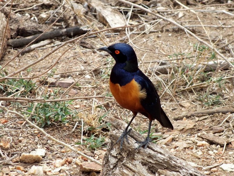 Hildebrandts Starling