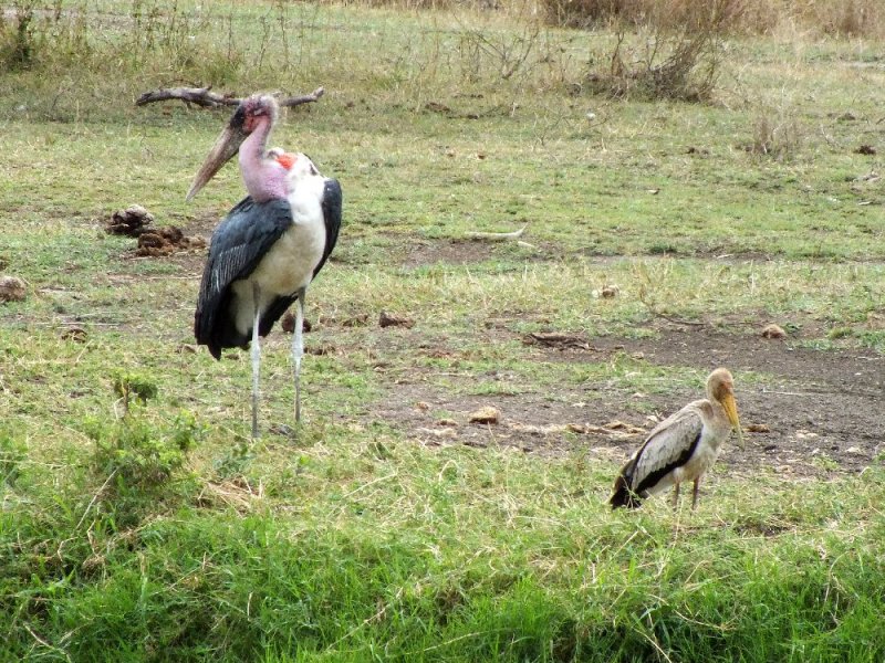 Maribou Stork and baby(?)
