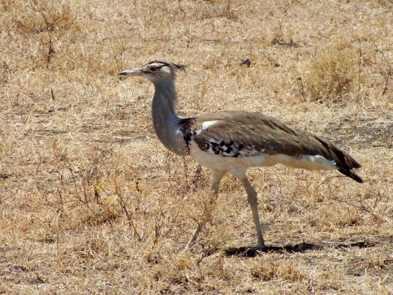 Kori Bustard - the heaviest flying bird weighing up to 40 lbs.