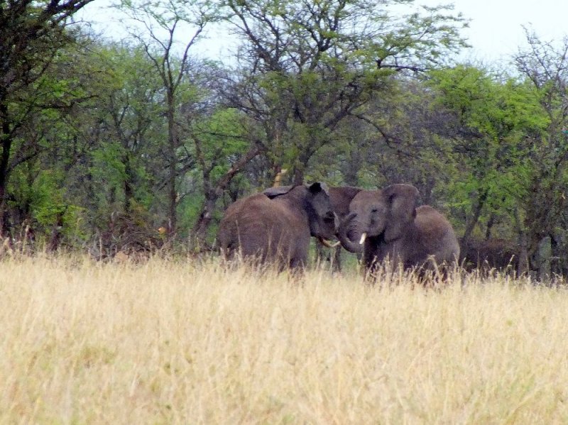 Two young males fighting
