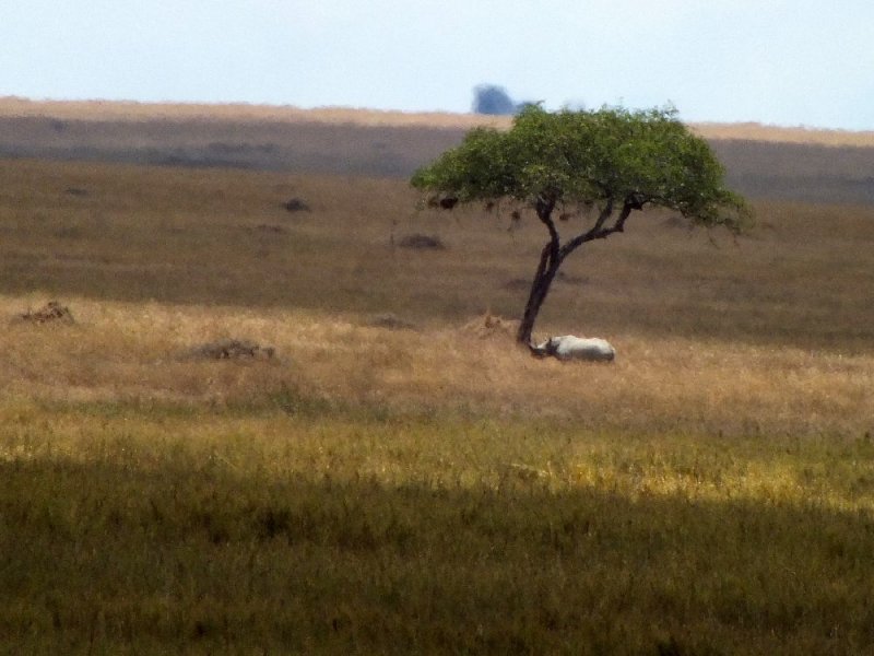 A Rhino way, way far away