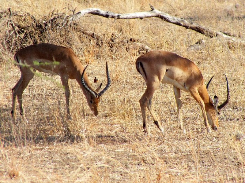 Impala