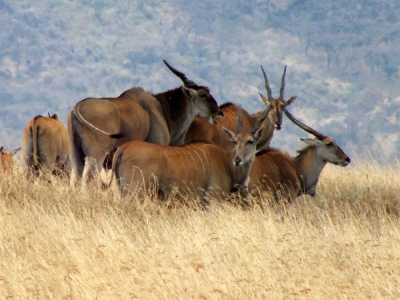 Kudu