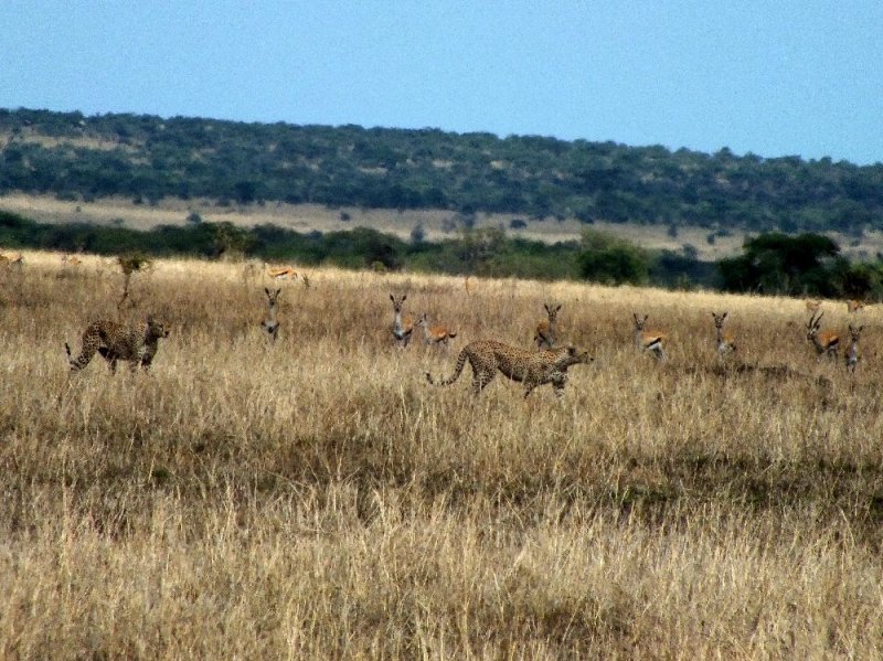 Notice the gazelles all looking at the cheetahs