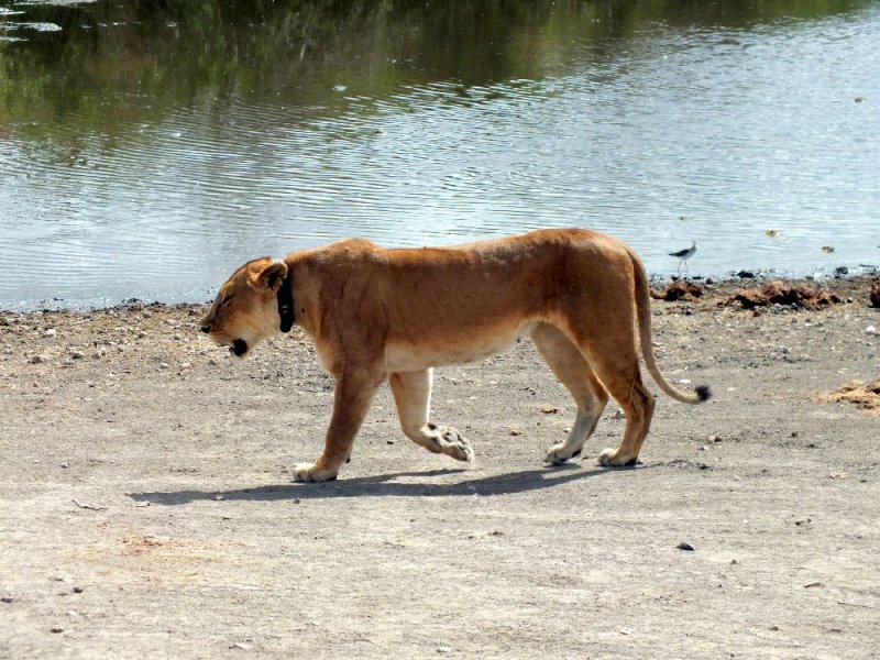 Tail between her legs, the lioness returns to the pride