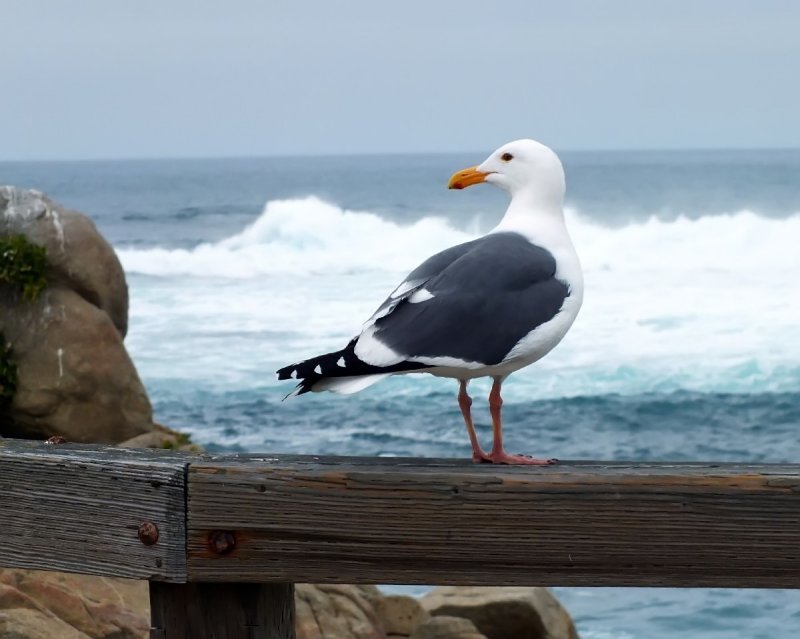 Nope, Just the Wrong End of a Gull :)