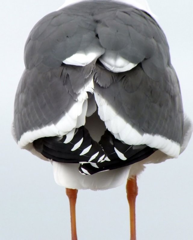 A Mystery Bird??