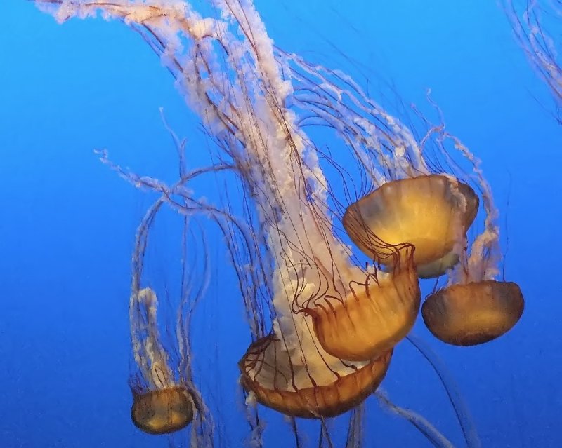 The Jellies