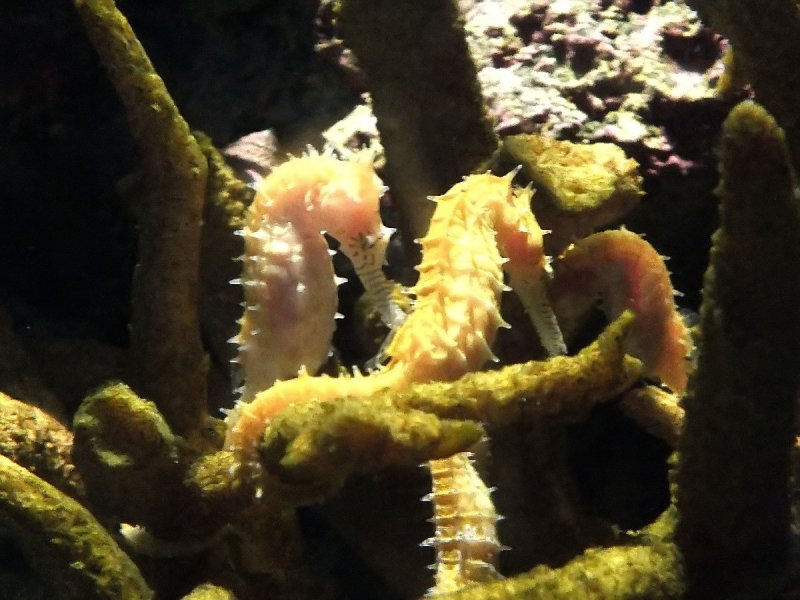 The Sea Horses