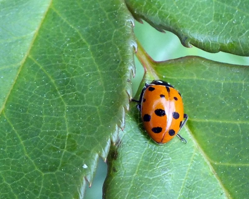 Lady Bug.jpg