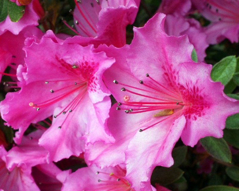 Azalea