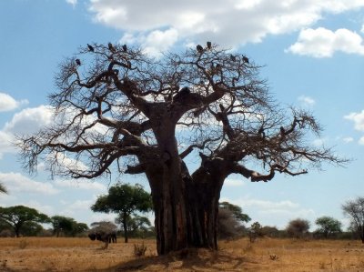 Vultures in a Baobob Tree