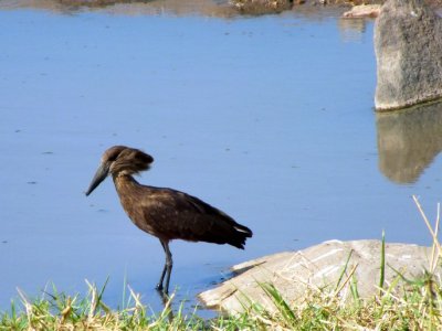 Hamerkop