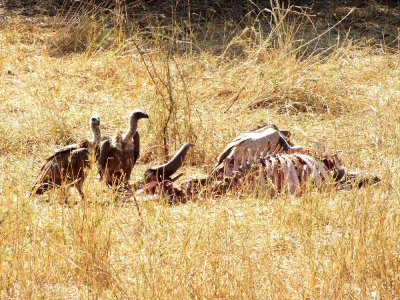 Vultures at a Wildebeest kill