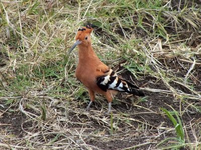 Crested Hoope