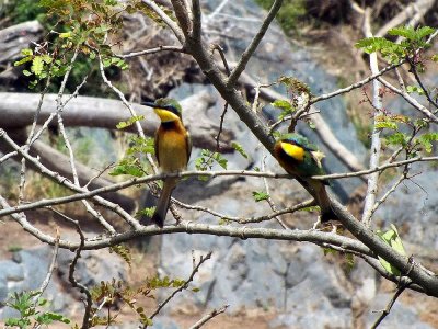 Bee-eater