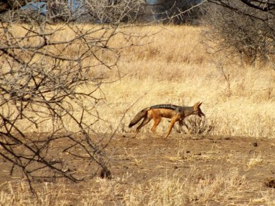 Black-backed Jackal