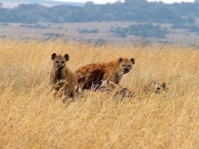 Hyenas