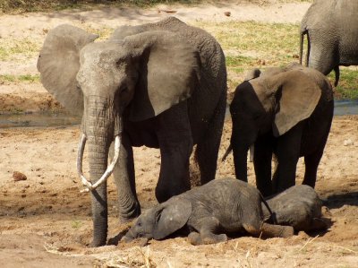 Mama and baby trying to drink from the little water hole