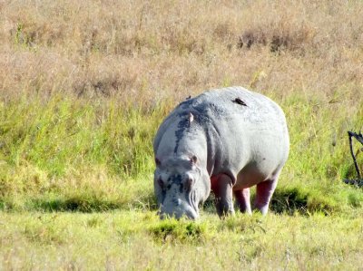 Hippos, Crocs, and Rhino