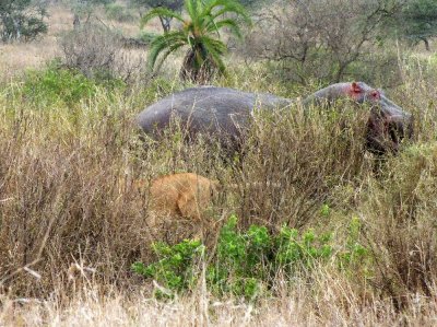 Lions are trying to stalk some game by hiding in the tall grass, but a hippo is in the way