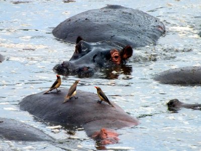 Red-billed oxpeckers on a hippo at a hippo pool