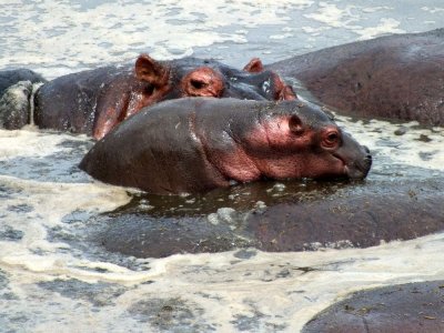 Baby trying to climb up on a larger hippo