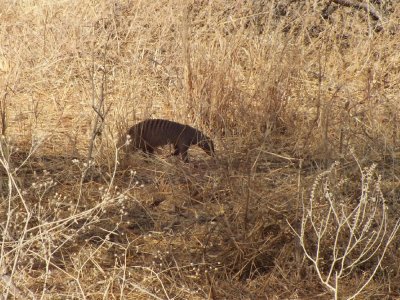 Banded Mongoose