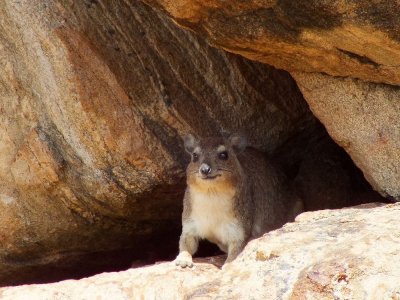 Hyrax - close relative of the elephant.  Go figure :)