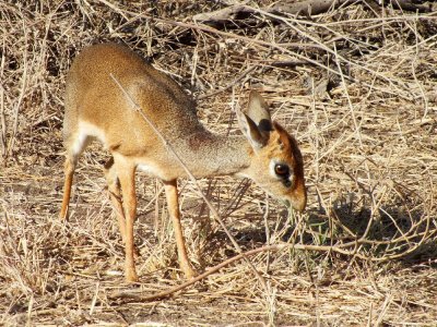 Dik Dik - the smallest of the antelope family