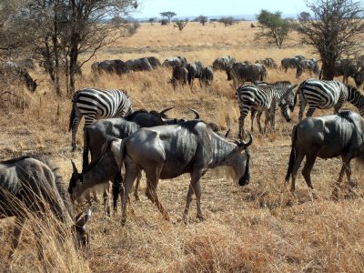 Wildebeests and zebras travel together with the zebra able to see better, and the wildebeest with a better sense of  smell