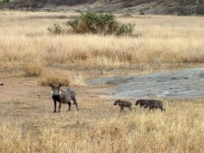 Warthog with babies
