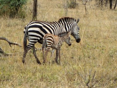 Babies have brown stripes that eventually turn black