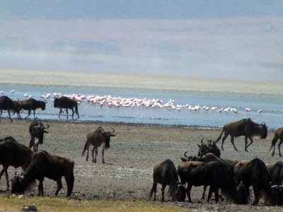 Wildebeests and flamingos at Ngorongoro Crater