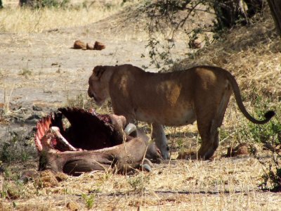 Lions at a Buffalo Kill